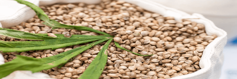Hemp Seed Oil VS Cannabis Oil (CBD)
