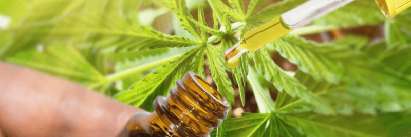 Your Brief Introduction To The CBD Chemical
