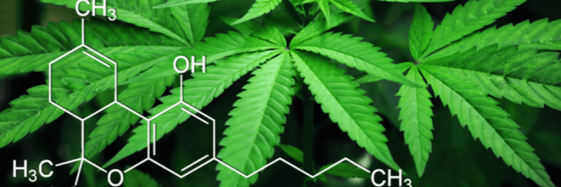 CBD Vs. THC: What You Need To Know