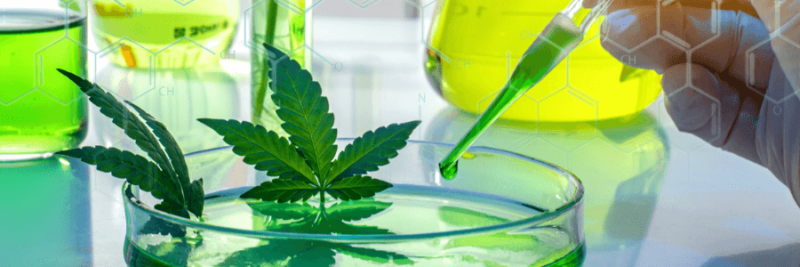 Decoding The Differences Between CBD Oil And Hemp Oil 