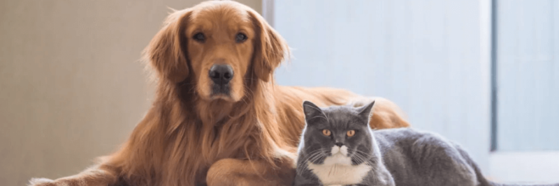 Use The CBD Chemical To Maintain Low Anxiety Levels For Your Pets
