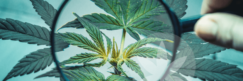 Understanding What THC Is And The Role It Plays